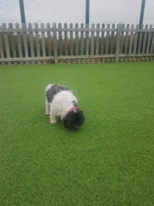 transport-catei-bichon