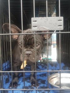 transport-catei-bulldog francez