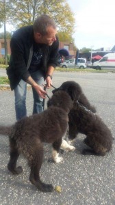 transport-catei-ciobanesc carpatin