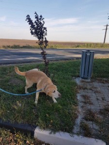 transport-catei-golden retriever