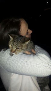 transport-pisici-anglia