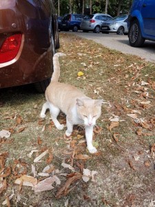transport-pisici-austria