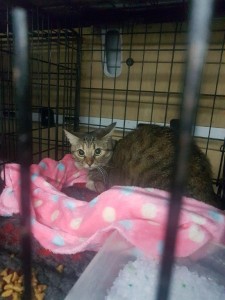 transport-pisici-germania