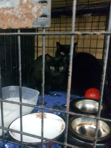 transport-pisici europene-franta