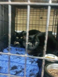 transport-pisici europene