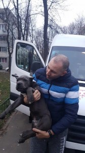 transport-animale-amstaff