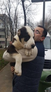 transport-animale-austria (2)