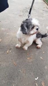 transport-animale-bichon