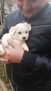 transport-animale-bichon (3)