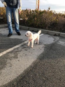 transport-animale-bichon (4)