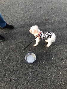 transport-animale-bichon (5)