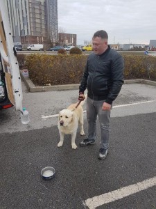 transport-animale-retriever