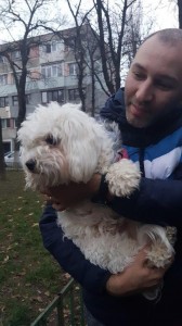 transport-caini-bichon