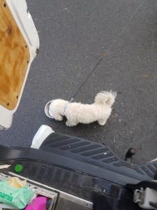 transport-caini-bichon (2)