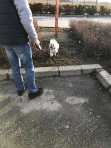 transport-caini-bichon (4)