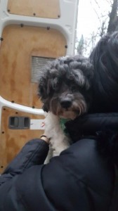 transport-caini-bichon (5)