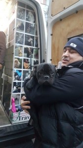 transport-caini-bulldog francez