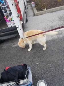 transport-caini-retriever