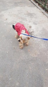 transport-caini-yorkshire terrier