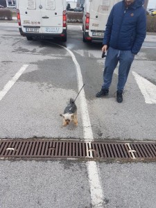 transport-caini-yorkshire terrier (2)