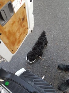 transport-catei-bichon
