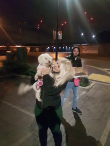 transport-catei-bichon (3)