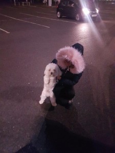 transport-catei-bichon (4)