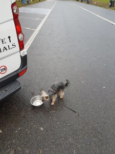 transport-catei-yorkshire terrier