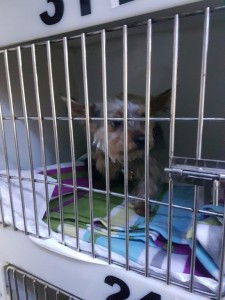 transport-catei-yorkshire terrier (2)