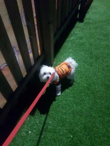 transport-animale-bichon