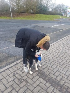 transport-animale-husky