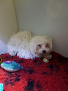 transport-caini-bichon