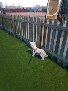 transport-caini-bichon (2)