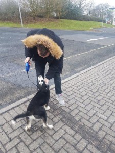 transport-caini-husky