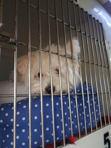 transport-catei-bichon (2)