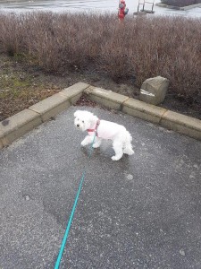 transport-catei-bichon (3)