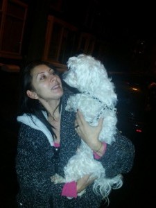 bichon transport 
