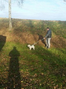 bichon transport uk 