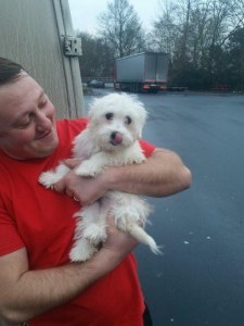 terrier transport uk 