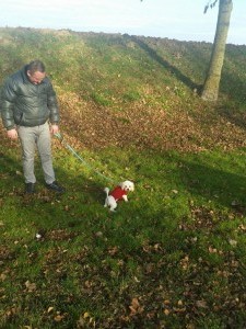 transport bichon uk21 