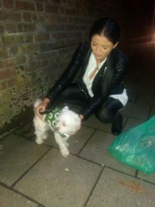 bichon uk transport 