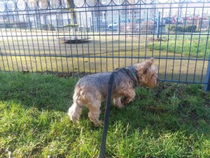 terrier  transport uk 