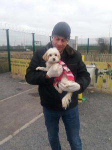 transport bichon birmingham 