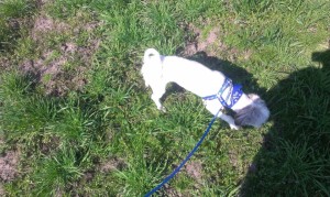 IMG-20160317-WA0004