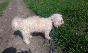 IMG-20160321-WA0042
