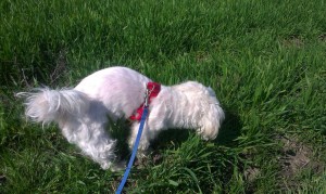 IMG-20160321-WA0075