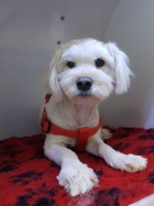 transport bichon germania