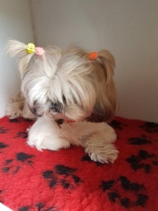 transport bichon maltese