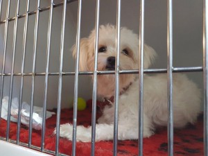 transport bichon uk