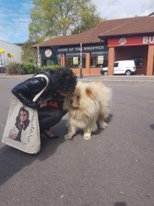 transport chow-chow